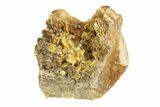 Yellow Tabular Wulfenite Crystals on Dolomite - Morocco #258053-1